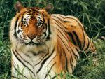 Usman