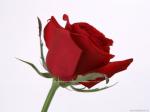 Amir Shahzad Abbasi