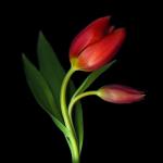 انجینئر! شاہد صدیق خانزادہ