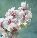 انجینئر! شاہد صدیق خانزادہ